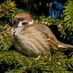 Eurasian Tree Sparrow (Passer montanus) @ Nittedal, Norway. Photo: Håvard Rosenlund