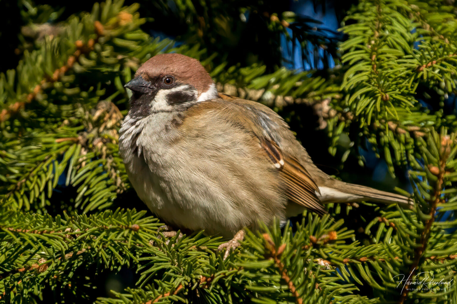 Eurasian Tree Sparrow (Passer montanus) @ Nittedal, Norway. Photo: Håvard Rosenlund