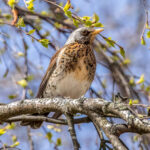 Fieldfare (Turdus pilaris) @ Nittedal, Norway. Photo: Håvard Rosenlund