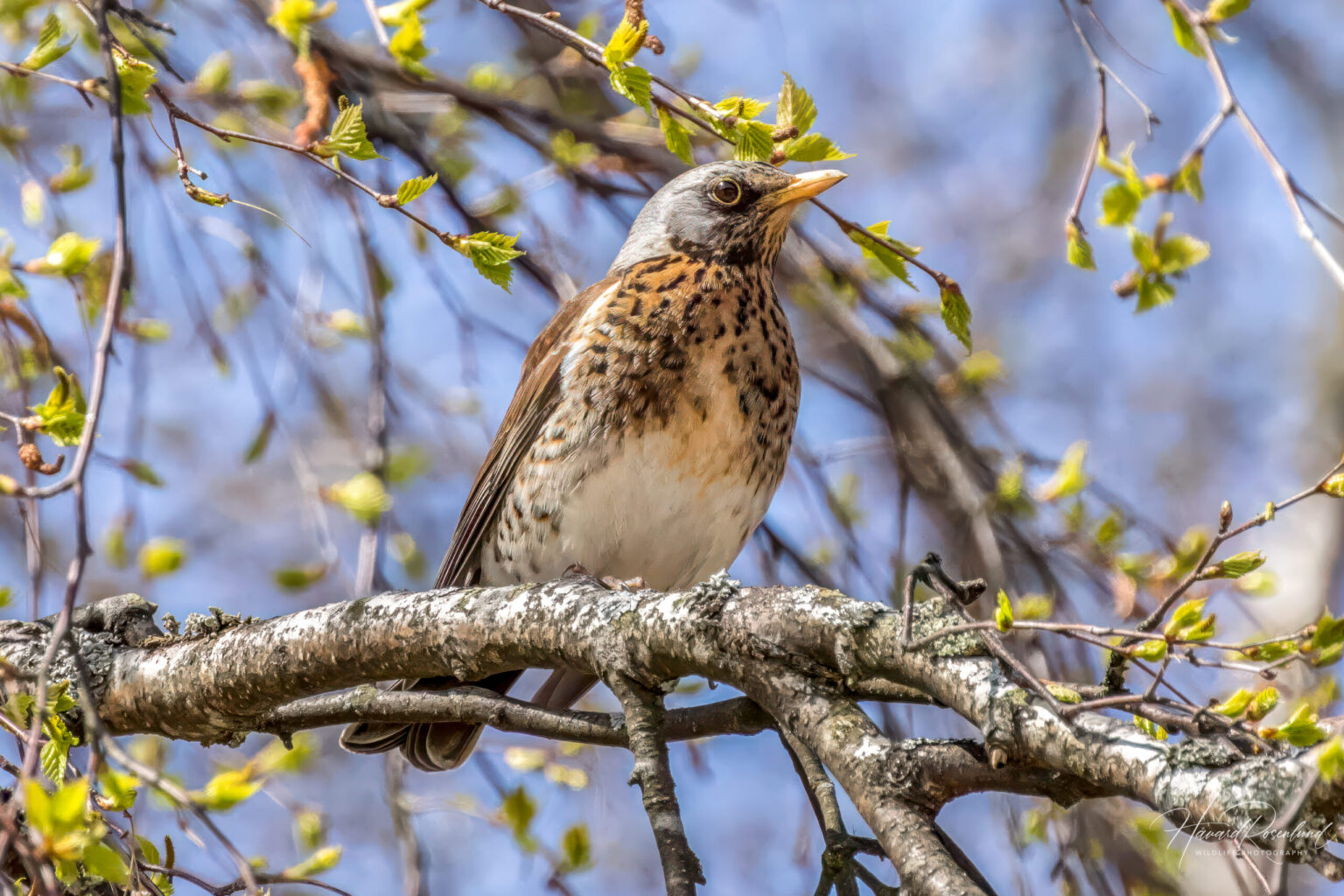 Fieldfare (Turdus pilaris) @ Nittedal, Norway. Photo: Håvard Rosenlund