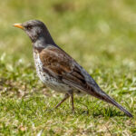Fieldfare (Turdus pilaris) @ Nittedal, Norway. Photo: Håvard Rosenlund