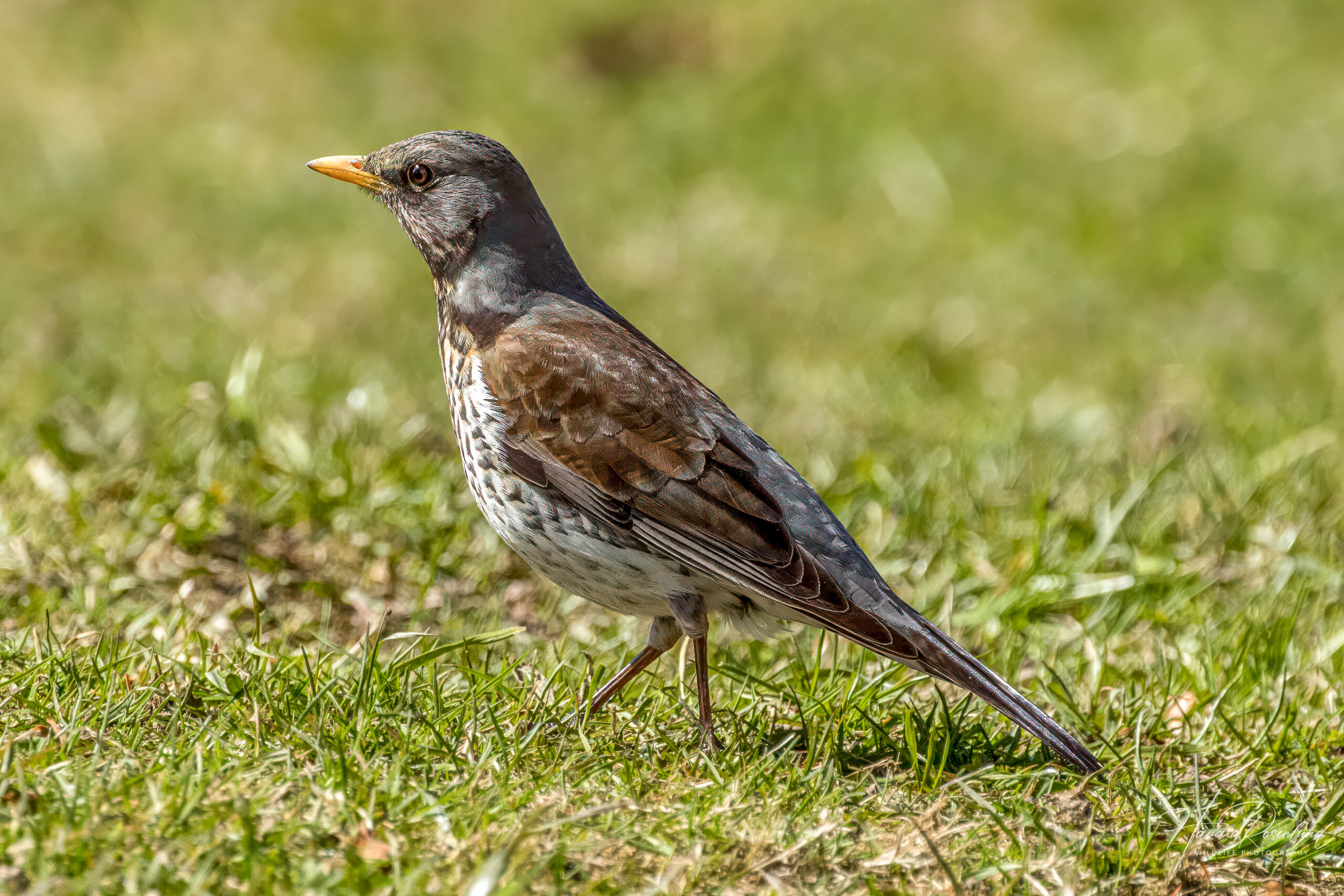 Gråtrost (Turdus pilaris) @ Nittedal. Foto: Håvard Rosenlund