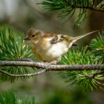 Common Chaffinch (Fringilla coelebs) @ Nittedal, Norway. Photo: Håvard Rosenlund
