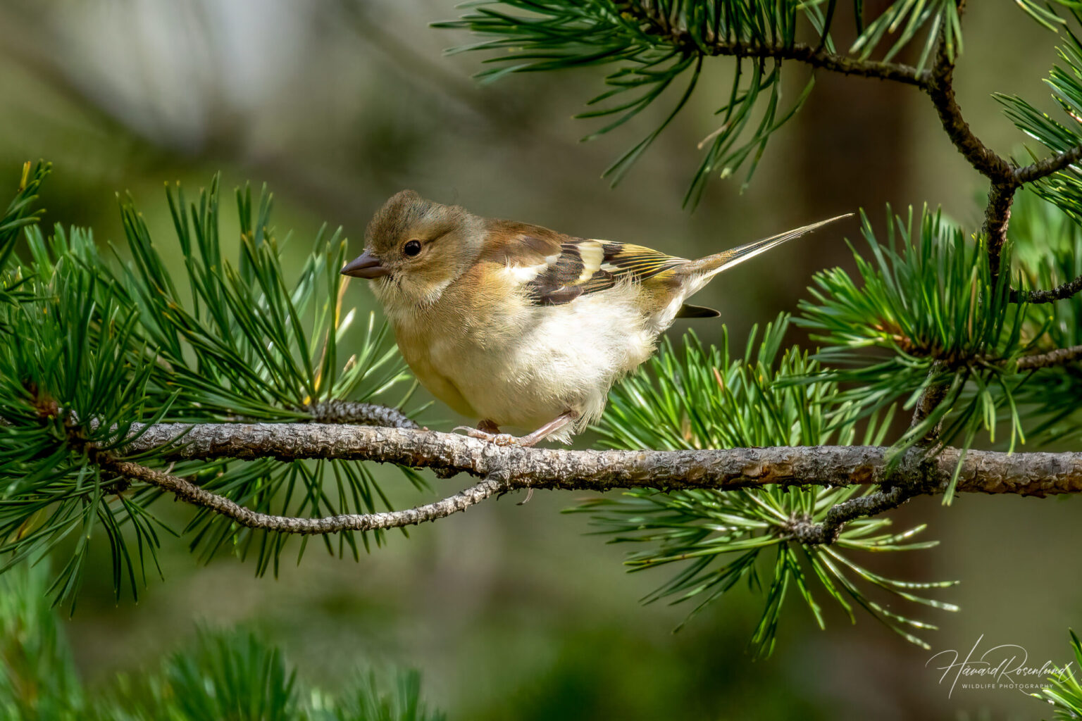Common Chaffinch (Fringilla coelebs) @ Nittedal, Norway. Photo: Håvard Rosenlund