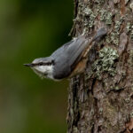 Eurasian Nuthatch (Sitta europaea) @ Nittedal, Norway. Photo: Håvard Rosenlund
