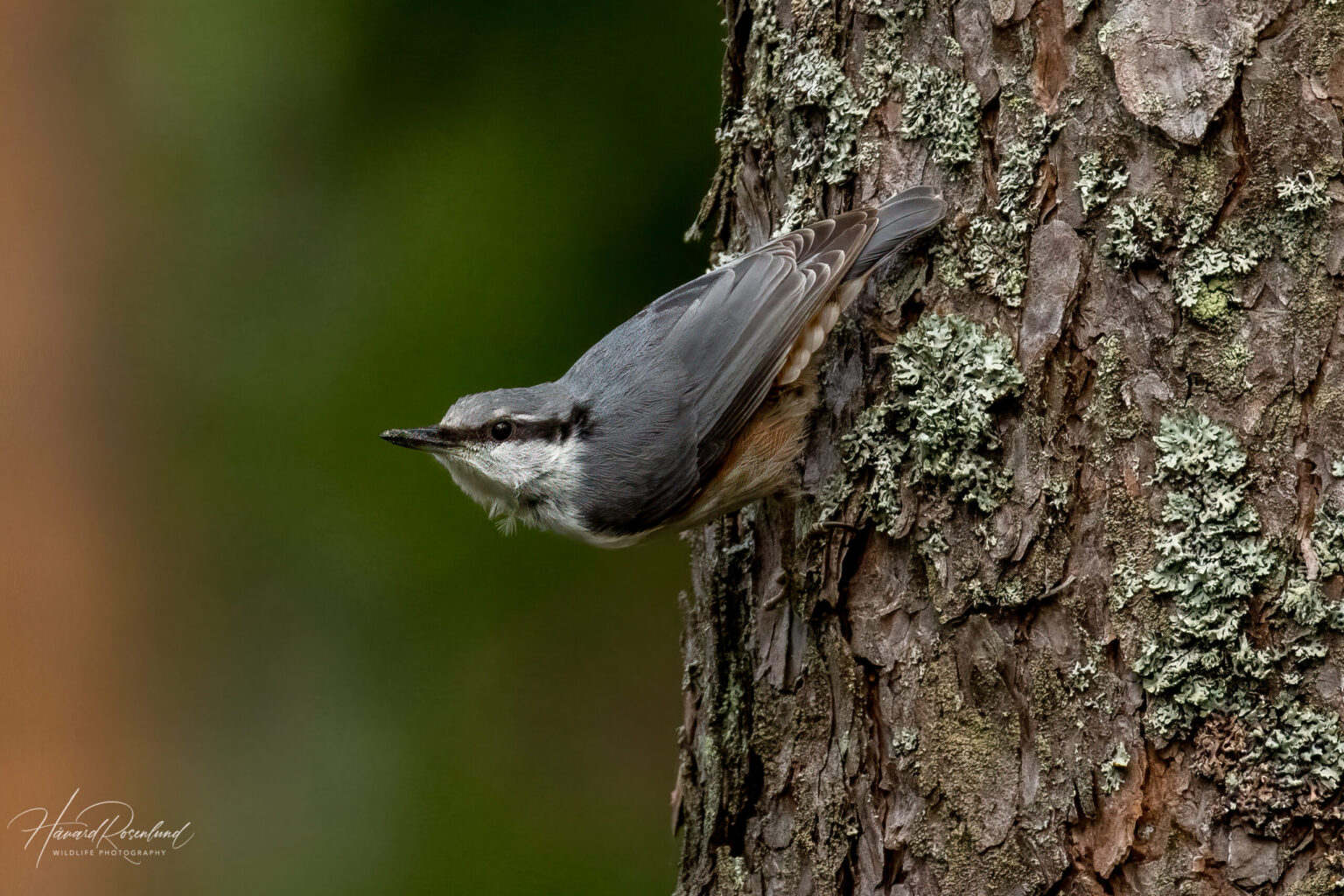 Eurasian Nuthatch (Sitta europaea) @ Nittedal, Norway. Photo: Håvard Rosenlund