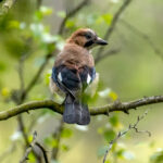 Nøtteskrike (Garrulus glandarius) @ Nittedal. Foto: Håvard Rosenlund
