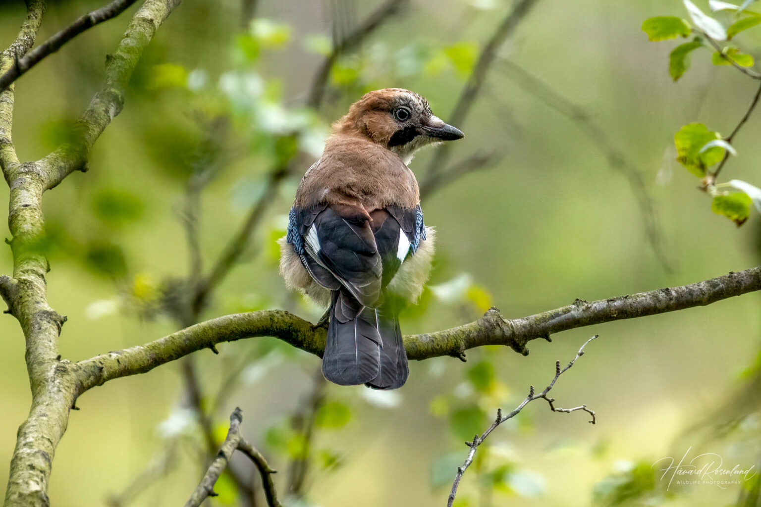 Nøtteskrike (Garrulus glandarius) @ Nittedal. Foto: Håvard Rosenlund