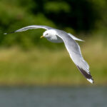Common Gull (Larus canus) @ Gressholmen, Oslo, Norway. Photo: Håvard Rosenlund