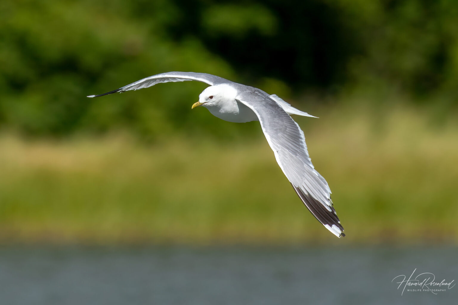 Common Gull (Larus canus) @ Gressholmen, Oslo, Norway. Photo: Håvard Rosenlund