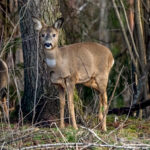 European Roe Deer (Capreolus capreolus) @ Fornebu, Norway. Photo: Håvard Rosenlund