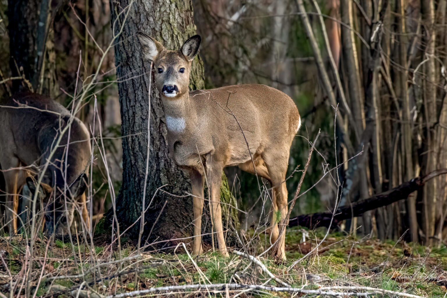 European Roe Deer (Capreolus capreolus) @ Fornebu, Norway. Photo: Håvard Rosenlund
