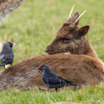 Eurasian Jackdaw (Coloeus monedula) @ Richmond Park, London, United Kingdom. Photo: Håvard Rosenlund