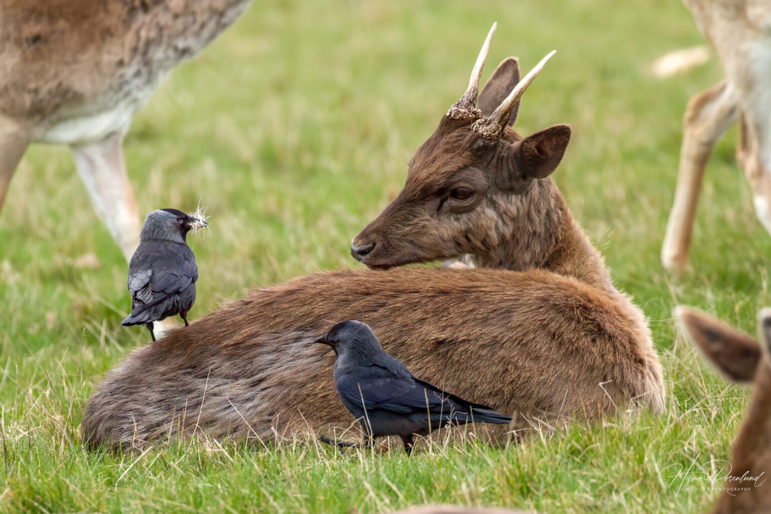 Eurasian Jackdaw (Coloeus monedula) @ Richmond Park, London, United Kingdom. Photo: Håvard Rosenlund
