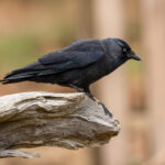 Eurasian Jackdaw (Coloeus monedula) @ Richmond Park, London, United Kingdom. Photo: Håvard Rosenlund