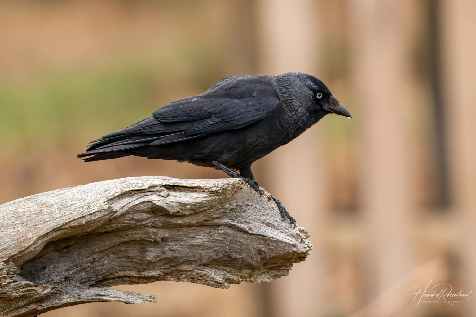 Eurasian Jackdaw (Coloeus monedula) @ Richmond Park, London, United Kingdom. Photo: Håvard Rosenlund