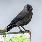 Eurasian Jackdaw (Coloeus monedula) @ Richmond Park, London, United Kingdom. Photo: Håvard Rosenlund