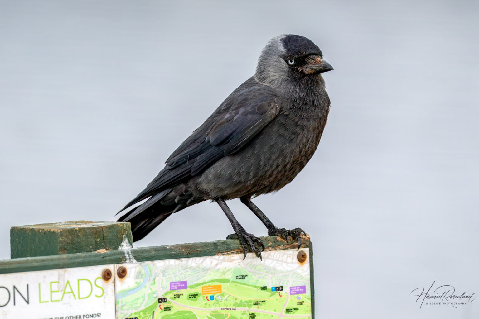 Eurasian Jackdaw (Coloeus monedula) @ Richmond Park, London, United Kingdom. Photo: Håvard Rosenlund