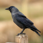 Eurasian Jackdaw (Coloeus monedula) @ Richmond Park, London, United Kingdom. Photo: Håvard Rosenlund