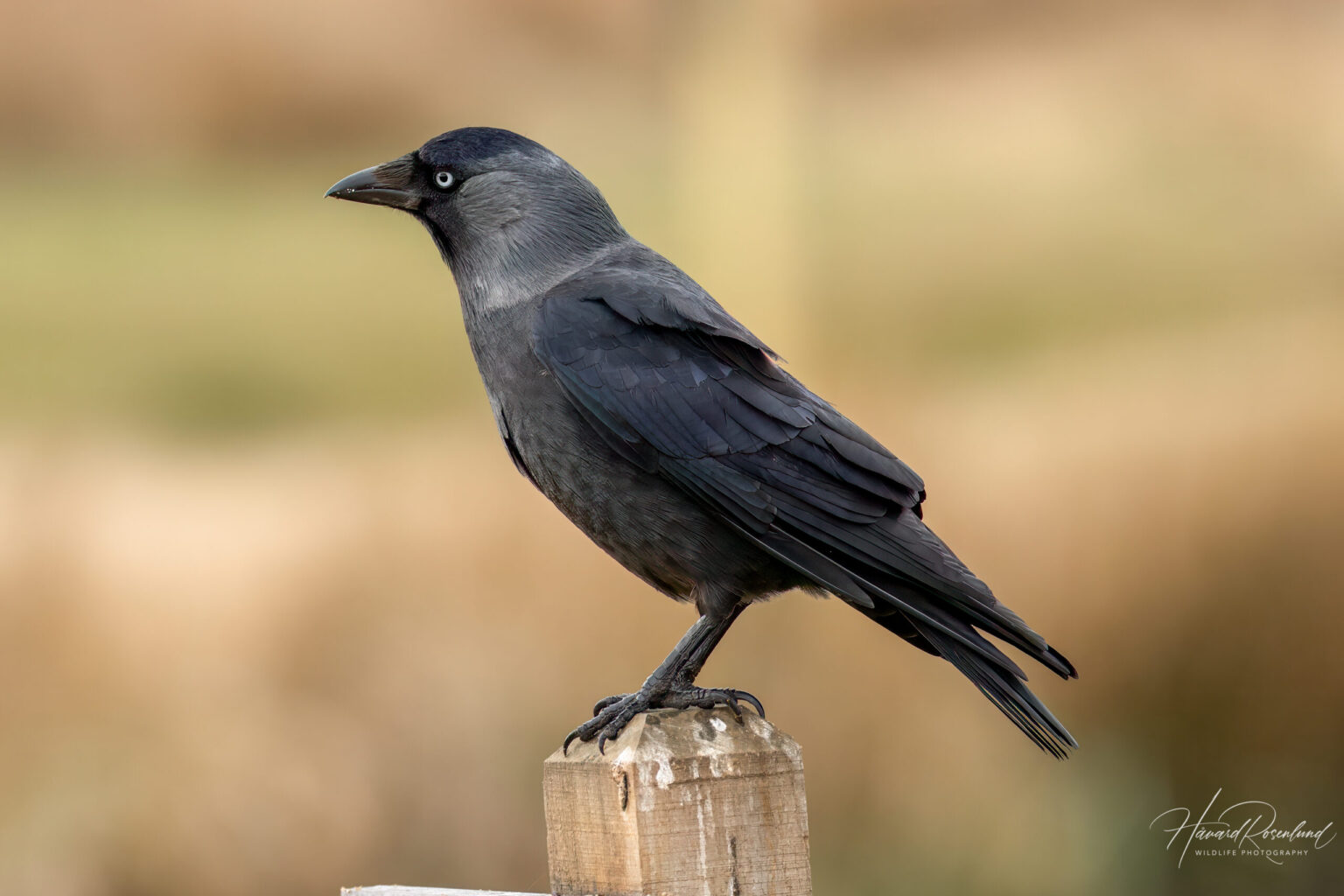Eurasian Jackdaw (Coloeus monedula) @ Richmond Park, London, United Kingdom. Photo: Håvard Rosenlund