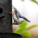 Eurasian Nuthatch (Sitta europaea) @ Nittedal, Norway. Photo: Håvard Rosenlund