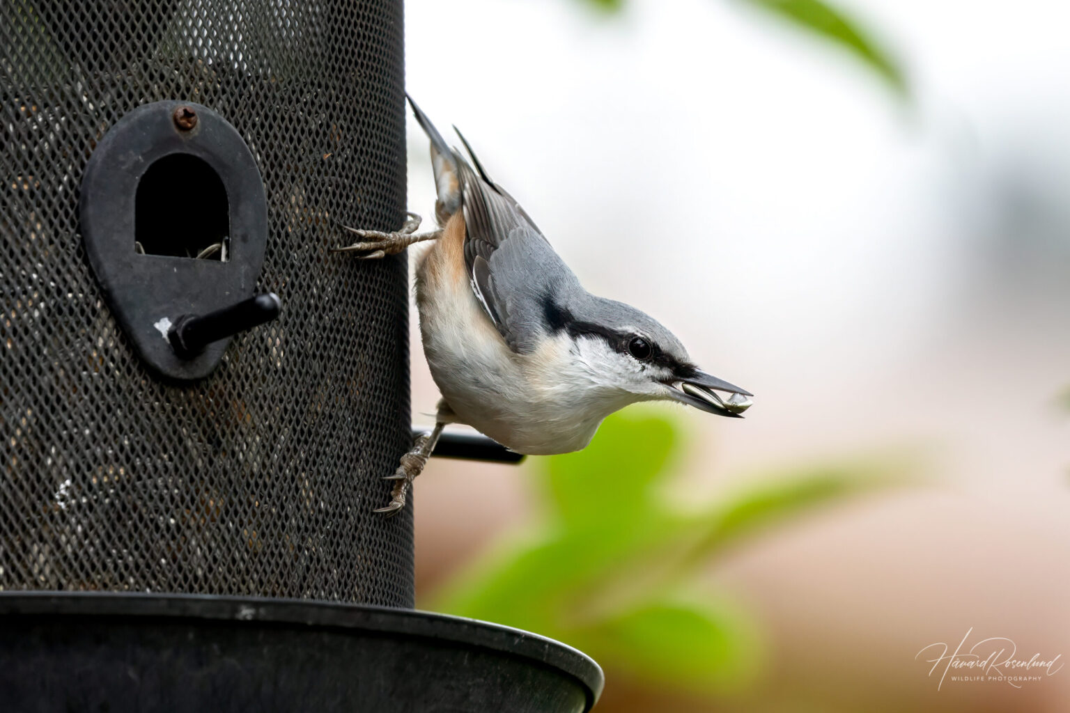 Eurasian Nuthatch (Sitta europaea) @ Nittedal, Norway. Photo: Håvard Rosenlund