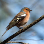 Common Chaffinch (Fringilla coelebs) @ Fornebu, Norway. Photo: Håvard Rosenlund