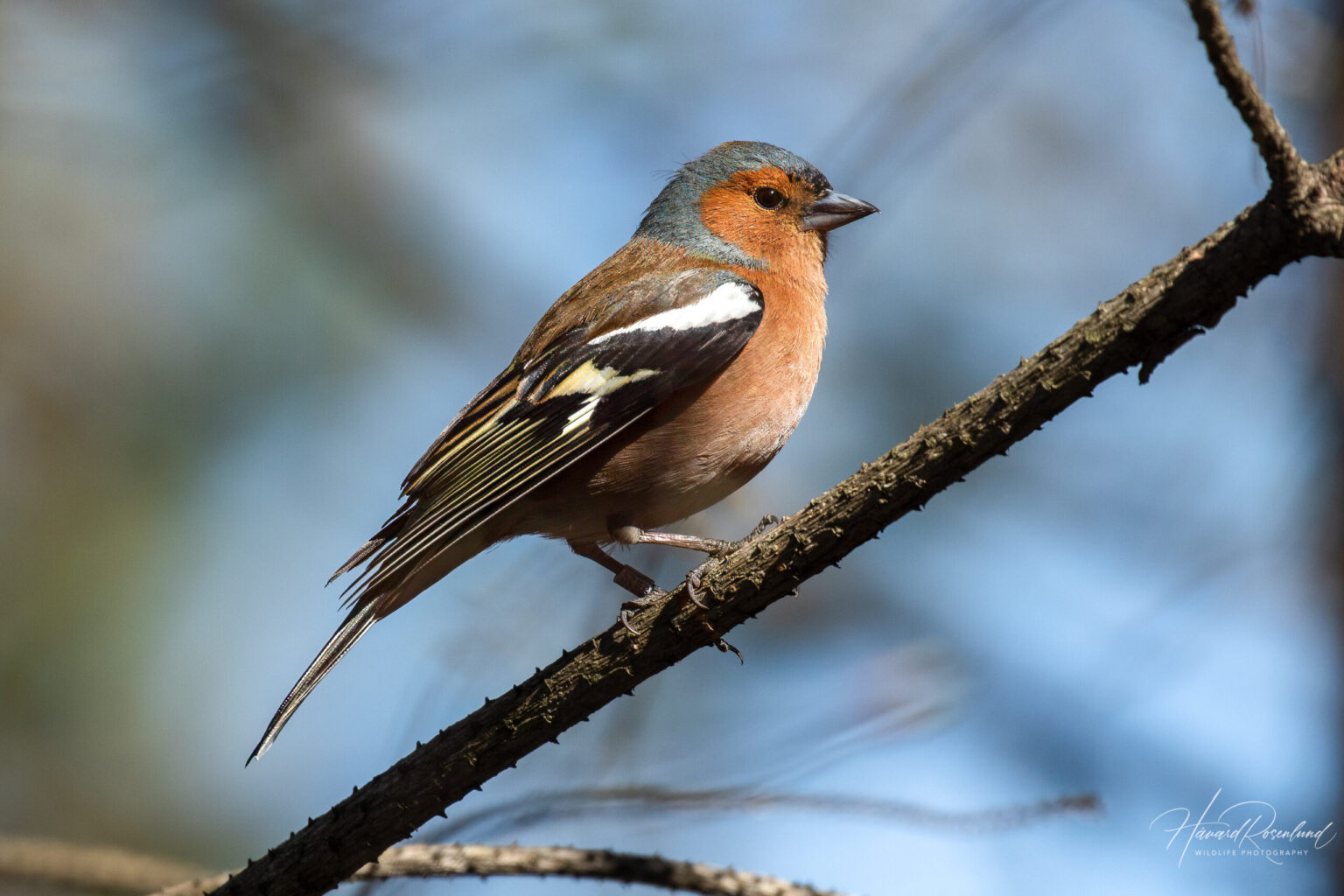 Common Chaffinch (Fringilla coelebs) @ Fornebu, Norway. Photo: Håvard Rosenlund