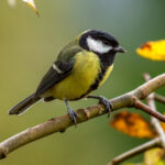 Great Tit (Parus major) @ Nittedal, Norway. Photo: Håvard Rosenlund
