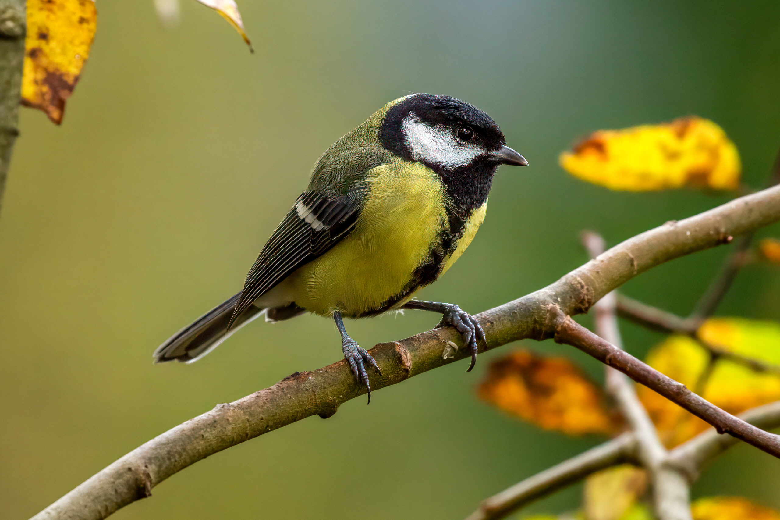 Great Tit (Parus major) @ Nittedal, Norway. Photo: Håvard Rosenlund
