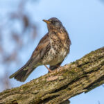 Fieldfare (Turdus pilaris) @ Botanical Garden, Oslo, Norway. Photo: Håvard Rosenlund