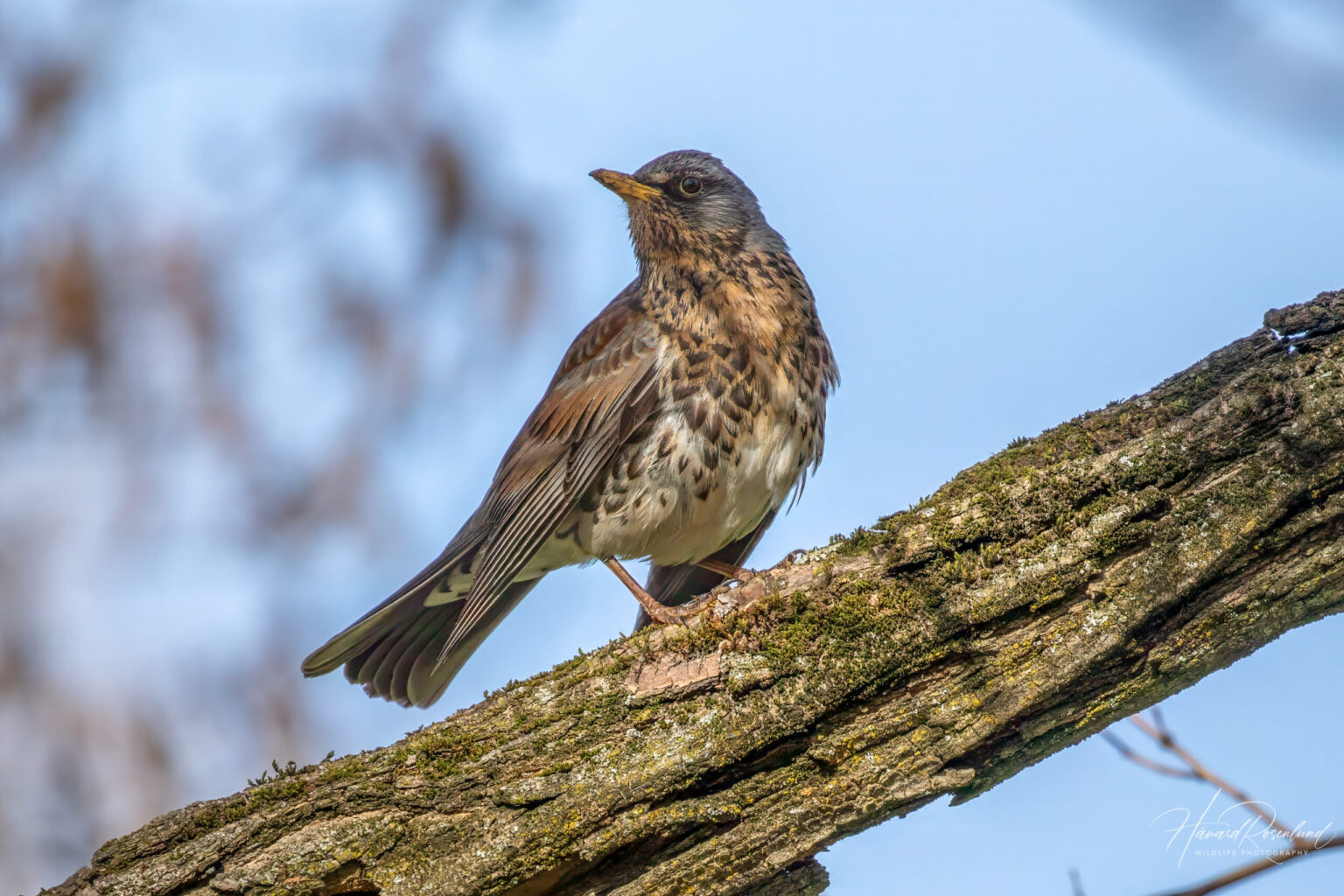 Fieldfare (Turdus pilaris) @ Botanical Garden, Oslo, Norway. Photo: Håvard Rosenlund