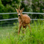 European Roe Deer (Capreolus capreolus) @ Fornebu, Norway. Photo: Håvard Rosenlund