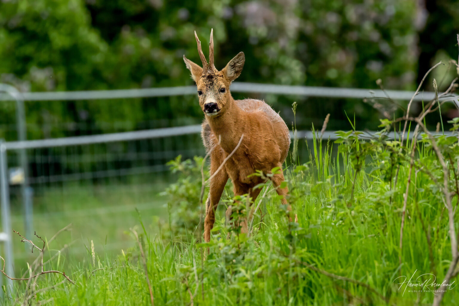 European Roe Deer (Capreolus capreolus) @ Fornebu, Norway. Photo: Håvard Rosenlund
