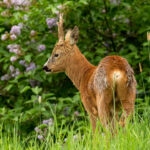 European Roe Deer (Capreolus capreolus) @ Fornebu, Norway. Photo: Håvard Rosenlund