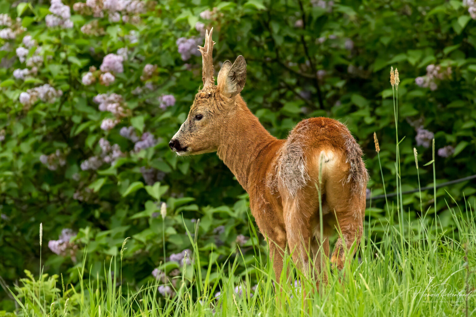 European Roe Deer (Capreolus capreolus) @ Fornebu, Norway. Photo: Håvard Rosenlund