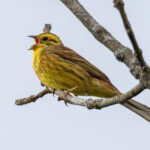 Yellowhammer (Emberiza citrinella) @ Fornebu, Norway. Photo: Håvard Rosenlund