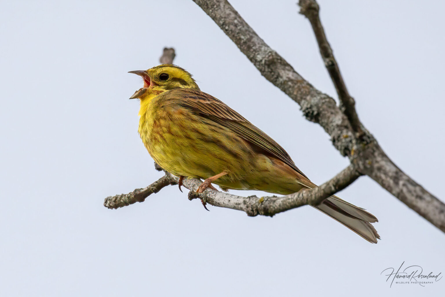 Yellowhammer (Emberiza citrinella) @ Fornebu, Norway. Photo: Håvard Rosenlund