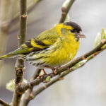 Eurasian Siskin (Spinus spinus) - Male @ Nittedal, Norway. Photo: Håvard Rosenlund