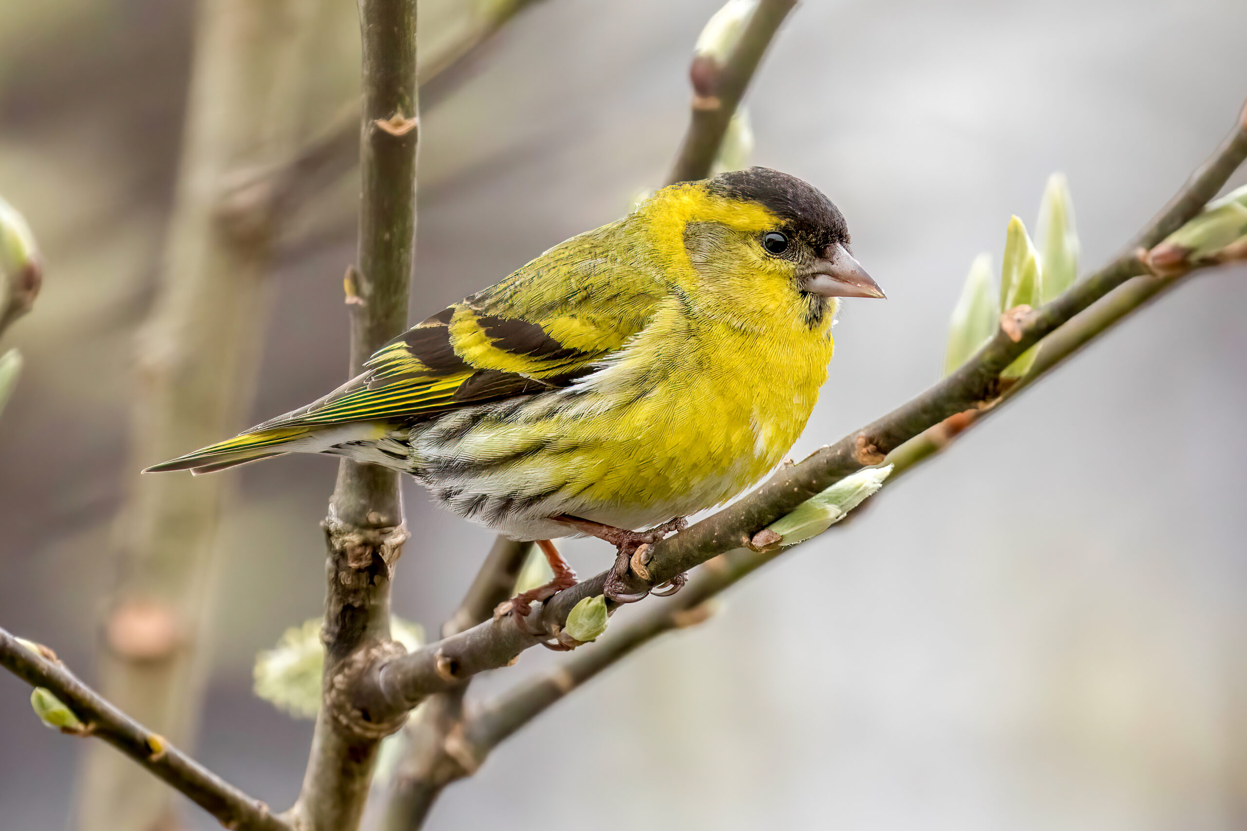 Eurasian Siskin (Spinus spinus) - Male @ Nittedal, Norway. Photo: Håvard Rosenlund