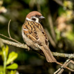 Eurasian Tree Sparrow (Passer montanus) @ Østensjøvannet, Oslo, Norway. Photo: Håvard Rosenlund