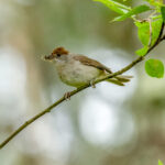Munk (Sylvia atricapilla) - Hunnfgul @ Nordre Øyeren Naturreservat. Foto: Håvard Rosenlund