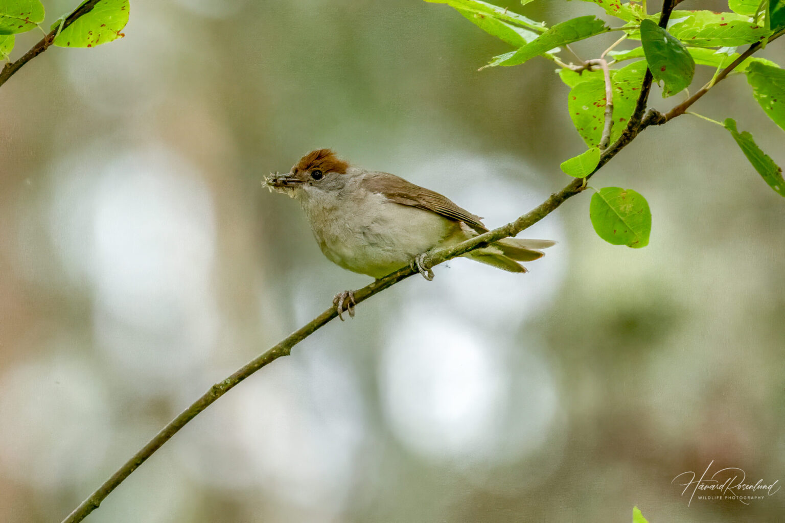 Munk (Sylvia atricapilla) - Hunnfgul @ Nordre Øyeren Naturreservat. Foto: Håvard Rosenlund