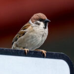 Eurasian Tree Sparrow (Passer montanus) @ Sandvika, Norway. Photo: Håvard Rosenlund