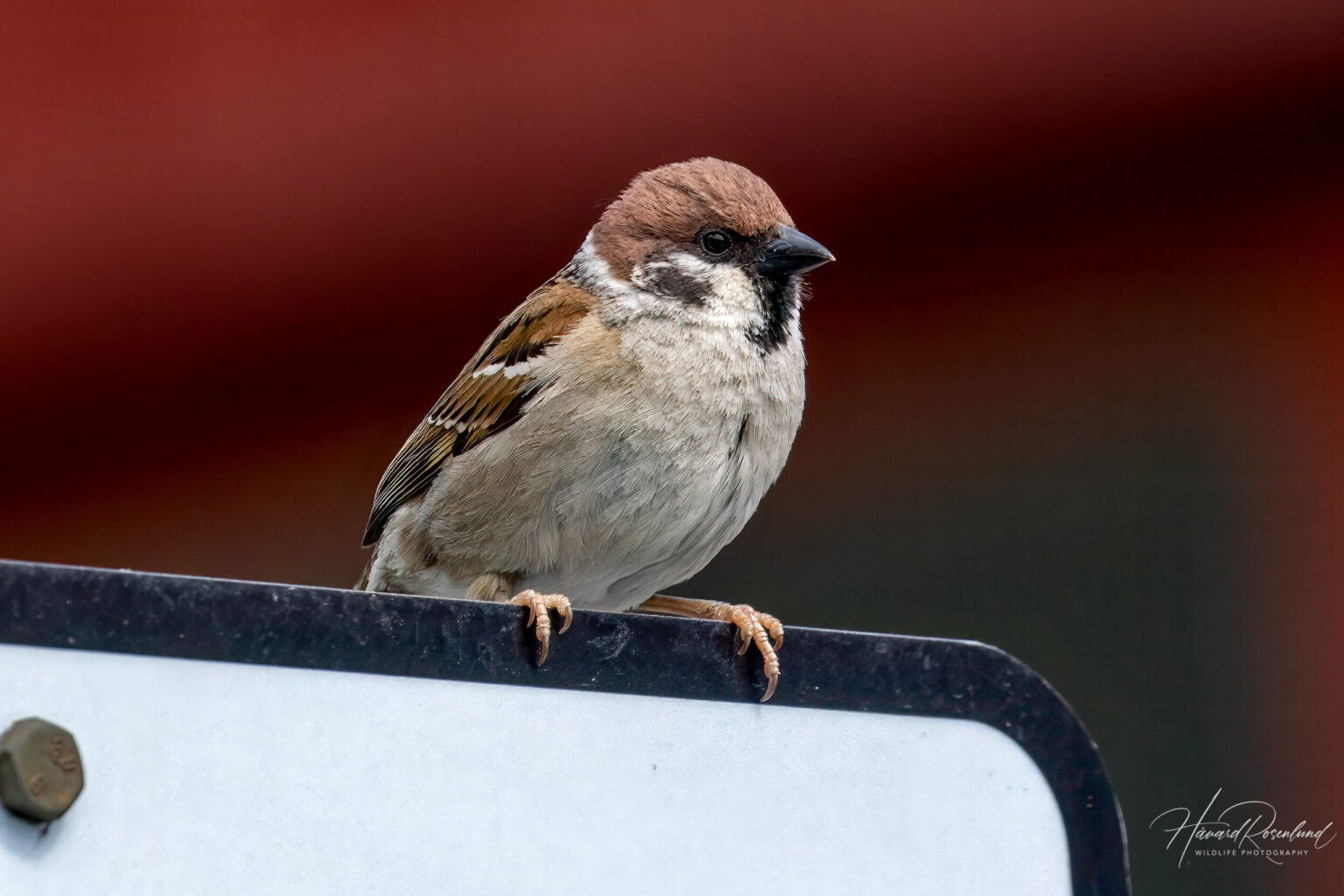 Eurasian Tree Sparrow (Passer montanus) @ Sandvika, Norway. Photo: Håvard Rosenlund
