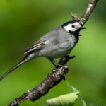 White Wagtail (Motacilla alba) @ Sandvika, Norway. Photo: Håvard Rosenlund