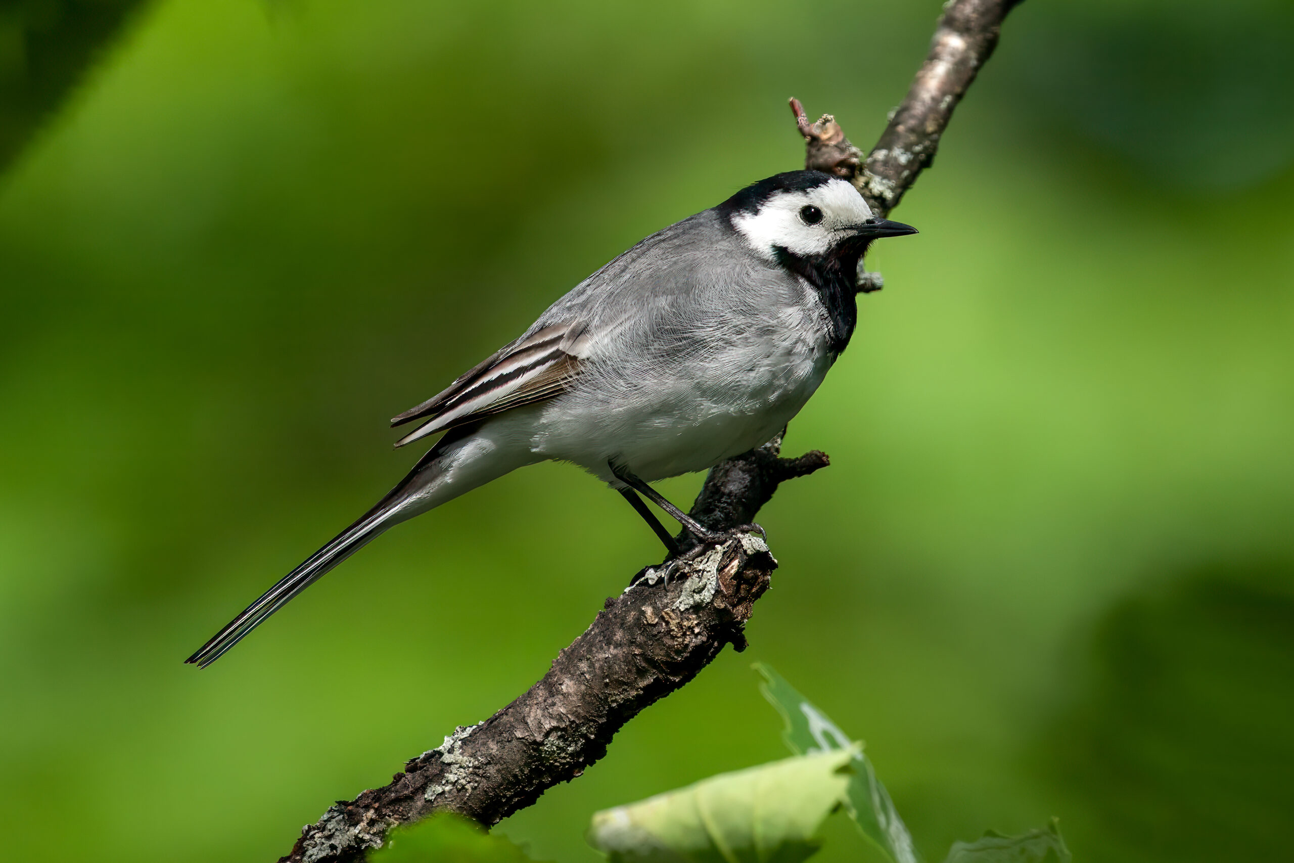 White Wagtail (Motacilla alba) @ Sandvika, Norway. Photo: Håvard Rosenlund