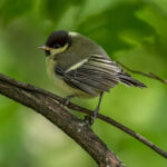 Great Tit (Parus major) - Juvenile @ Sandvika, Norway. Photo: Håvard Rosenlund