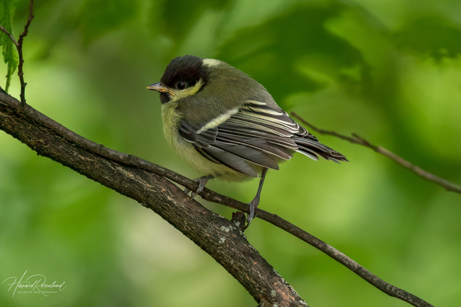 Great Tit (Parus major) - Juvenile @ Sandvika, Norway. Photo: Håvard Rosenlund