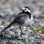 White Wagtail (Motacilla alba) @ Fornebu, Norway. Photo: Håvard Rosenlund